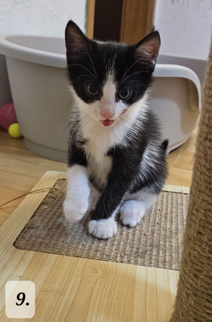 Katzenbabys abzugeben