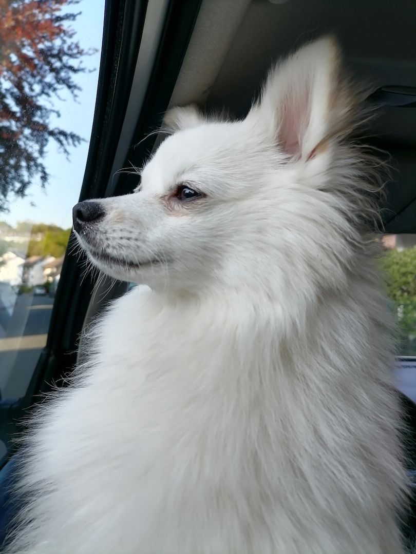 Pomeranian 8 Monate junger Rüde