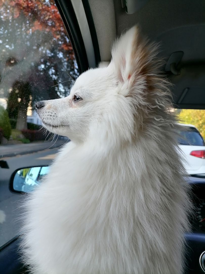 Pomeranian 8 Monate junger Rüde