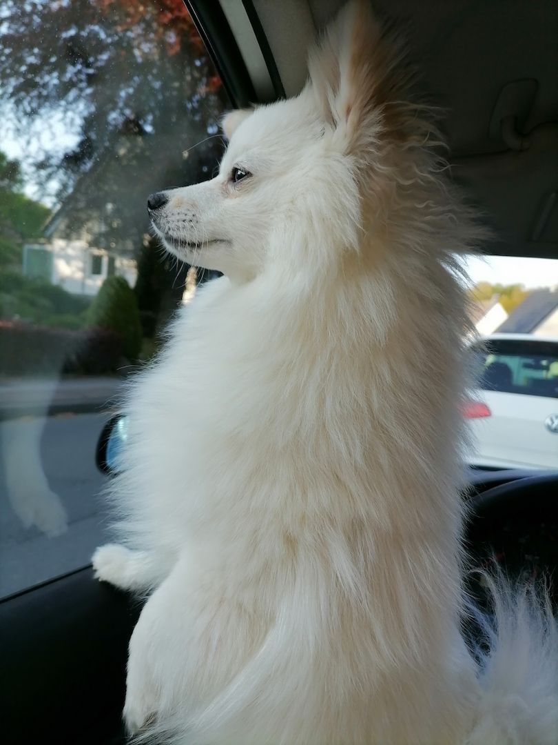 Pomeranian 8 Monate junger Rüde