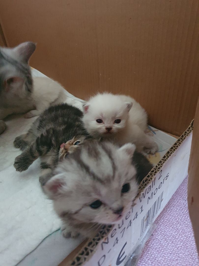 BKH Babykatzen BKH Babykatzen