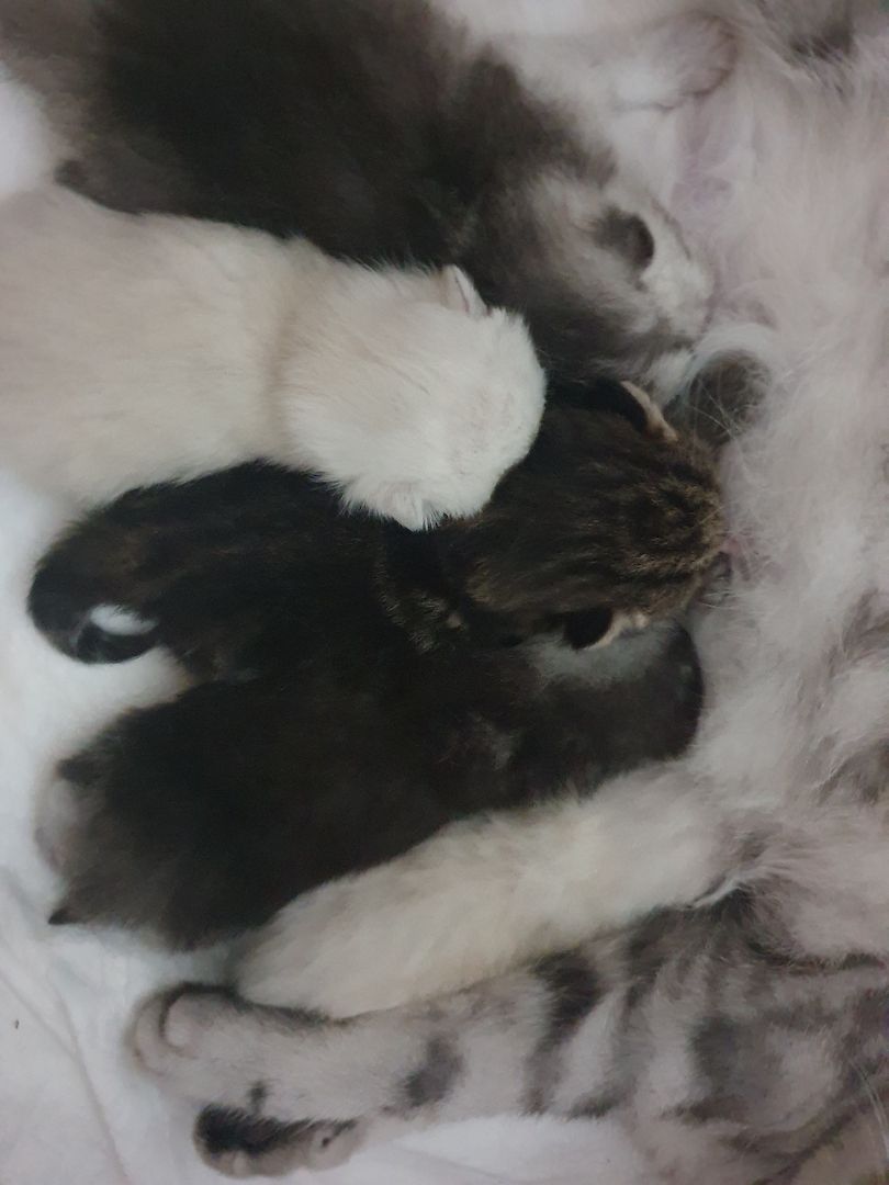 BKH Babykatzen BKH Babykatzen