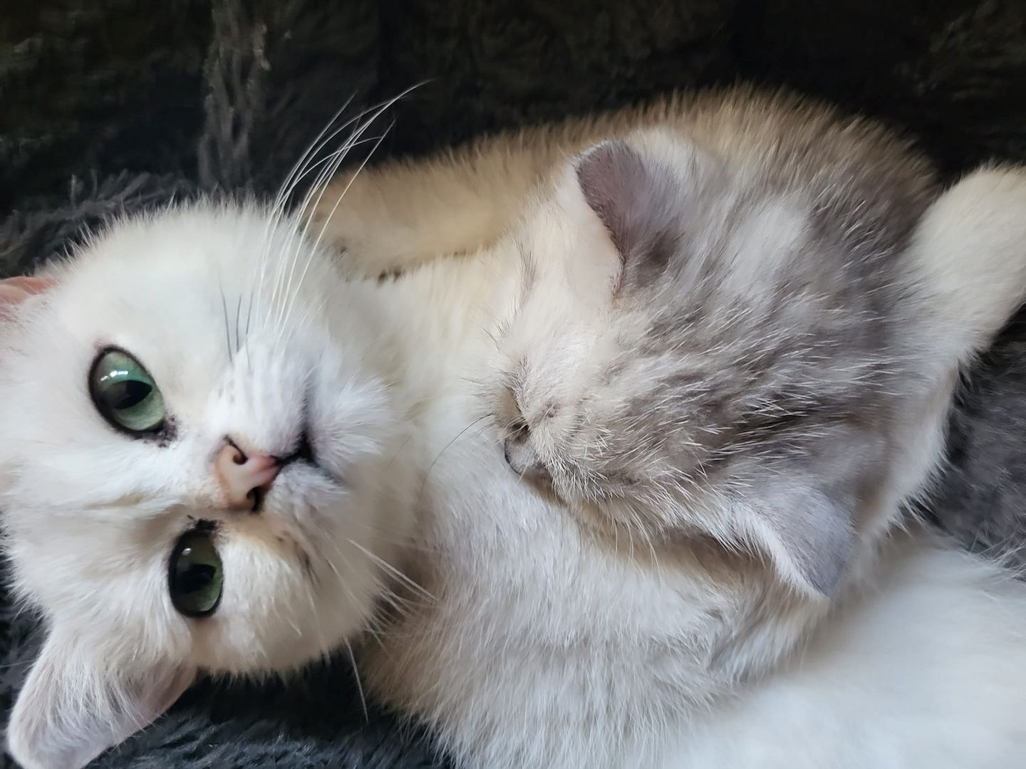 BKH Katze trächtig schwanger Britisch Kurzhaar