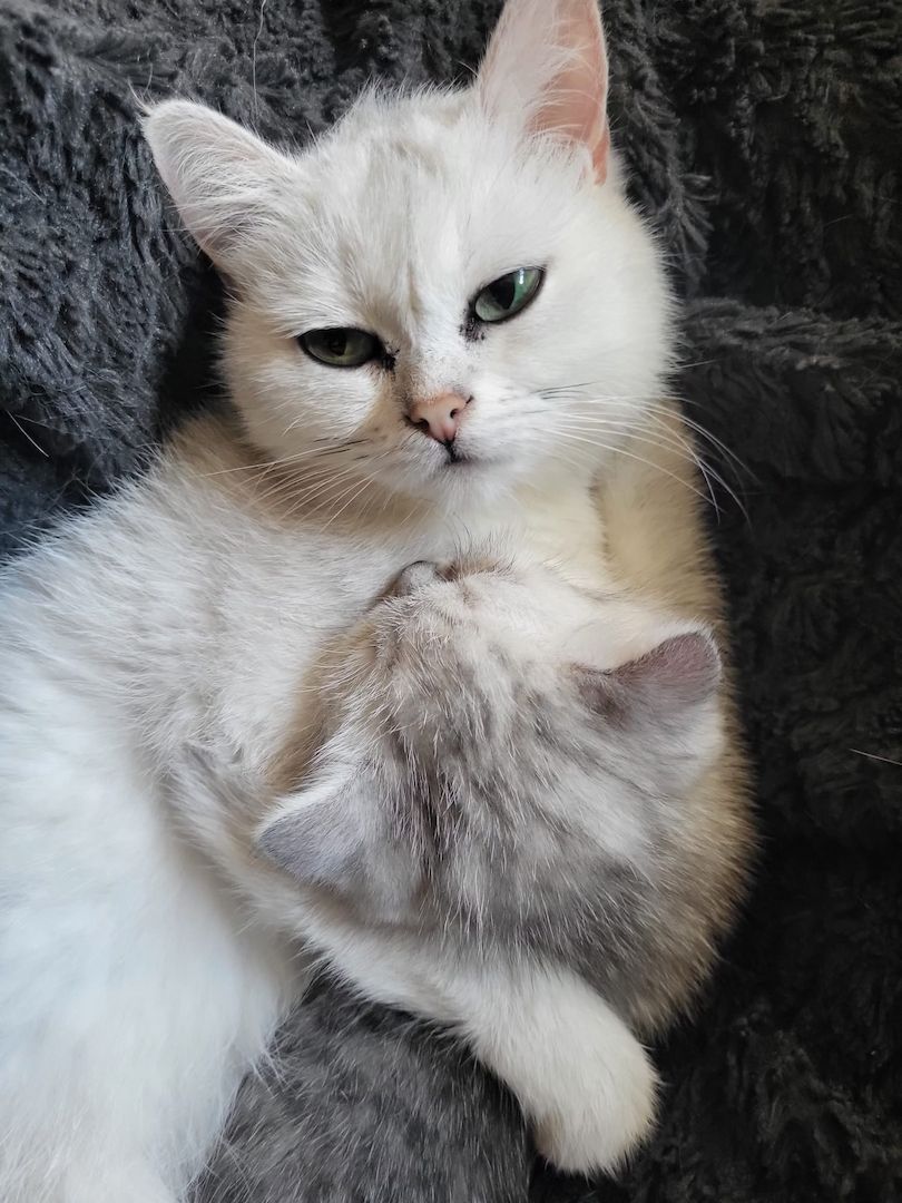 BKH Katze trächtig schwanger Britisch Kurzhaar