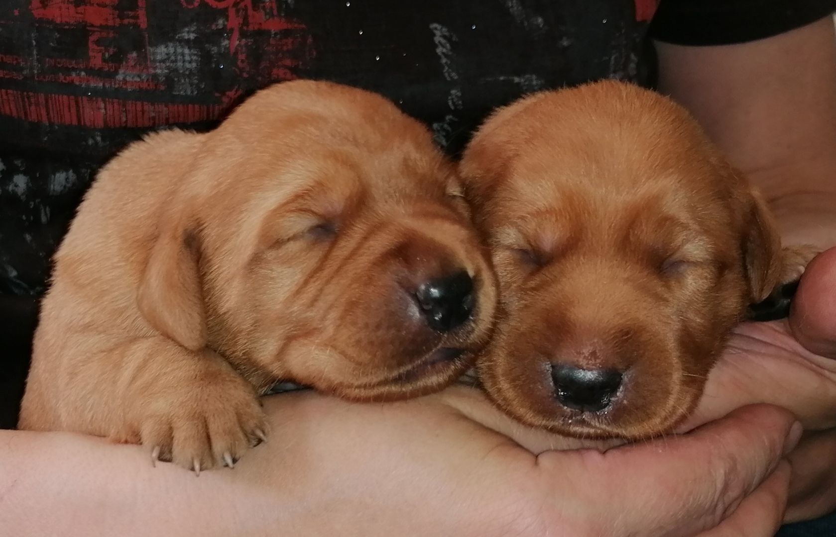 Reinrassige Labrador Welpen mit Papieren in foxred