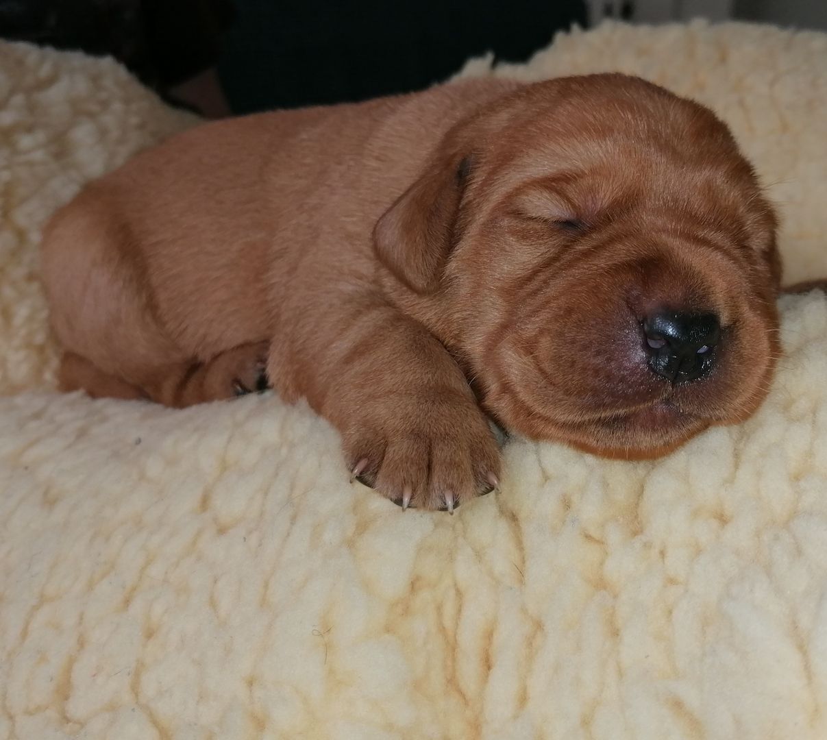 Reinrassige Labrador Welpen mit Papieren in foxred