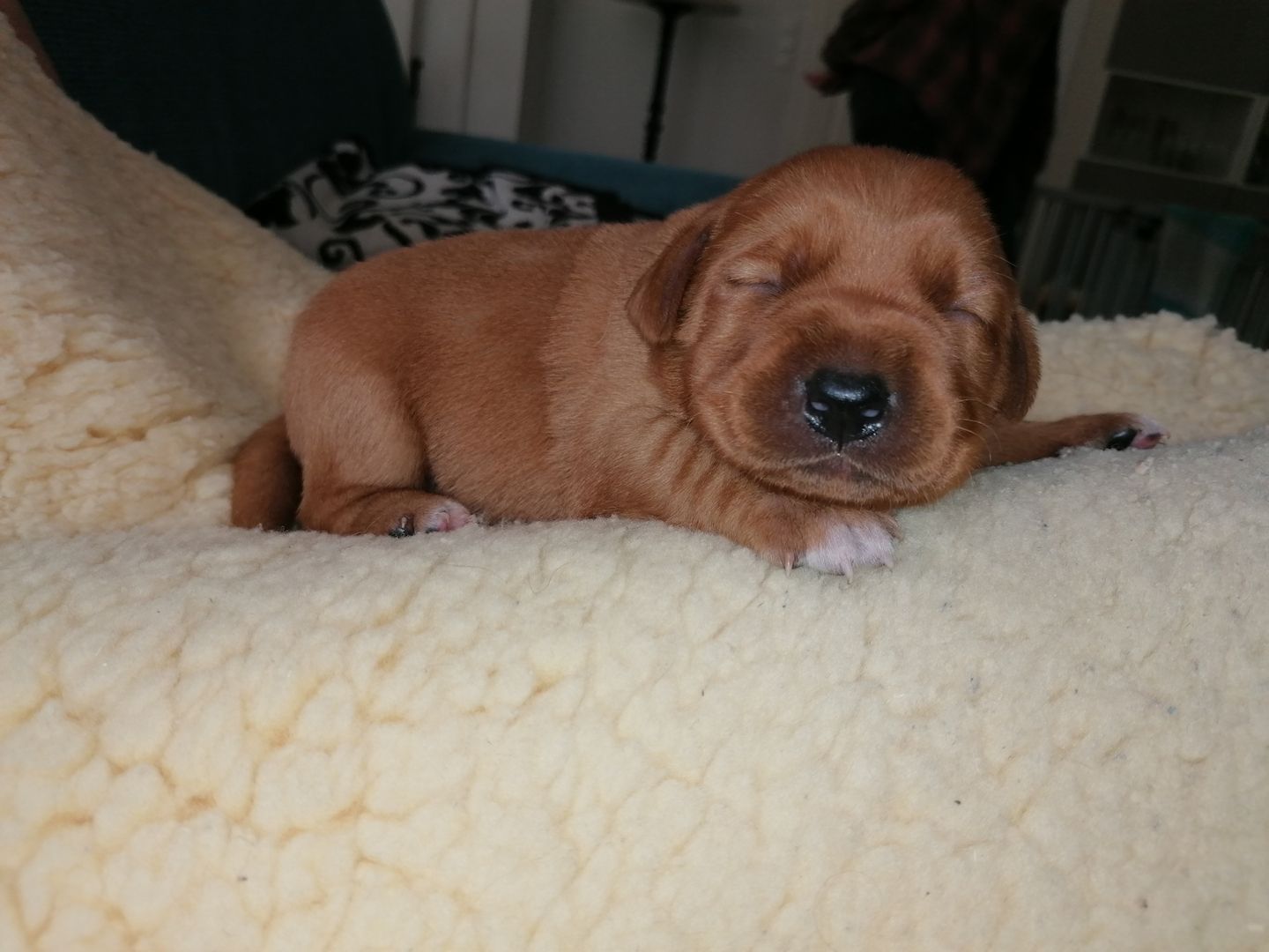 Reinrassige Labrador Welpen mit Papieren in foxred