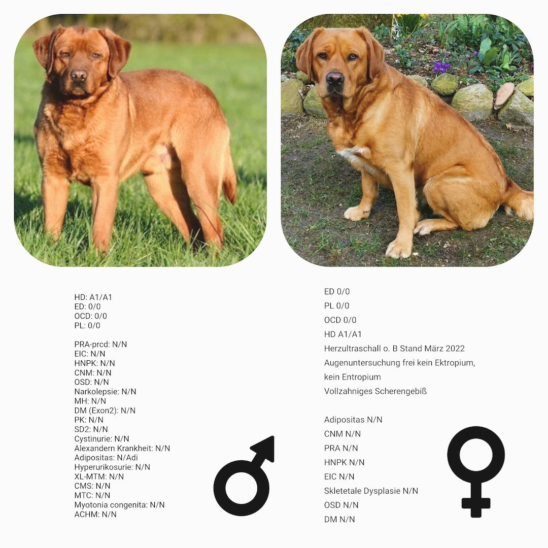 Reinrassige Labrador Welpen mit Papieren in foxred