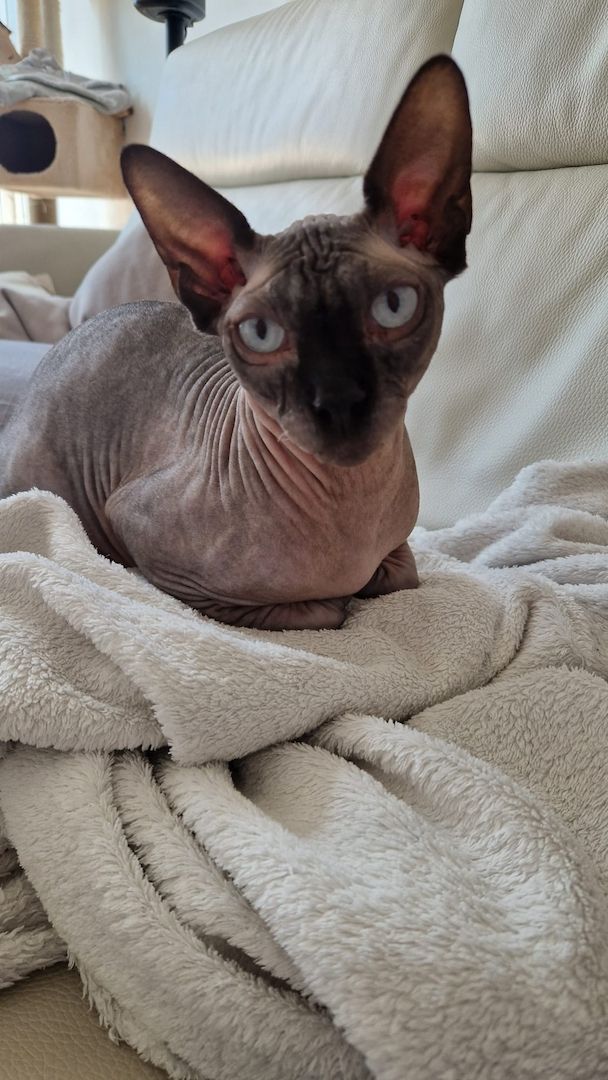 Sphynx Kater