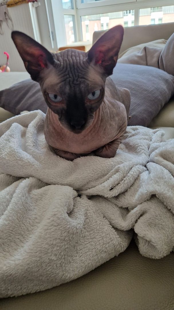 Sphynx Kater