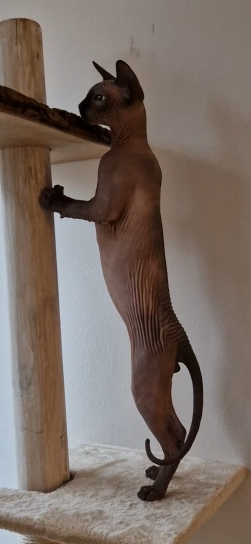 Sphynx Kater