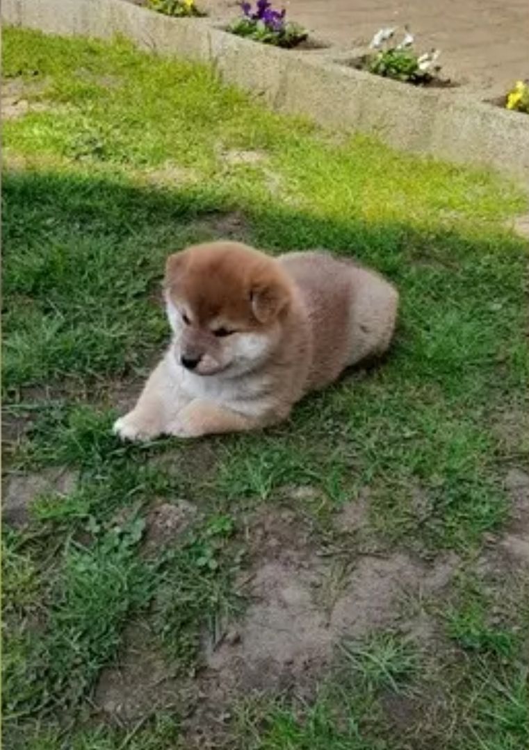 Wunderschöne Shiba Inu Welpen aus liebevoller Zucht
