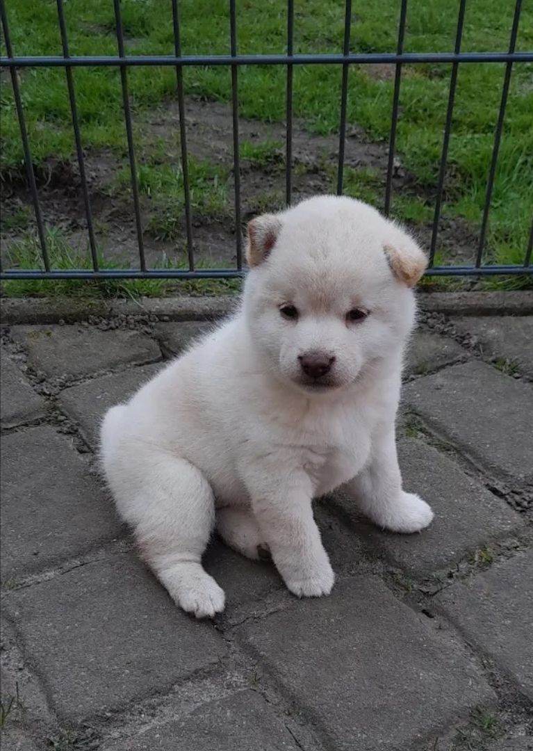 Wunderschöne Shiba Inu Welpen aus liebevoller Zucht