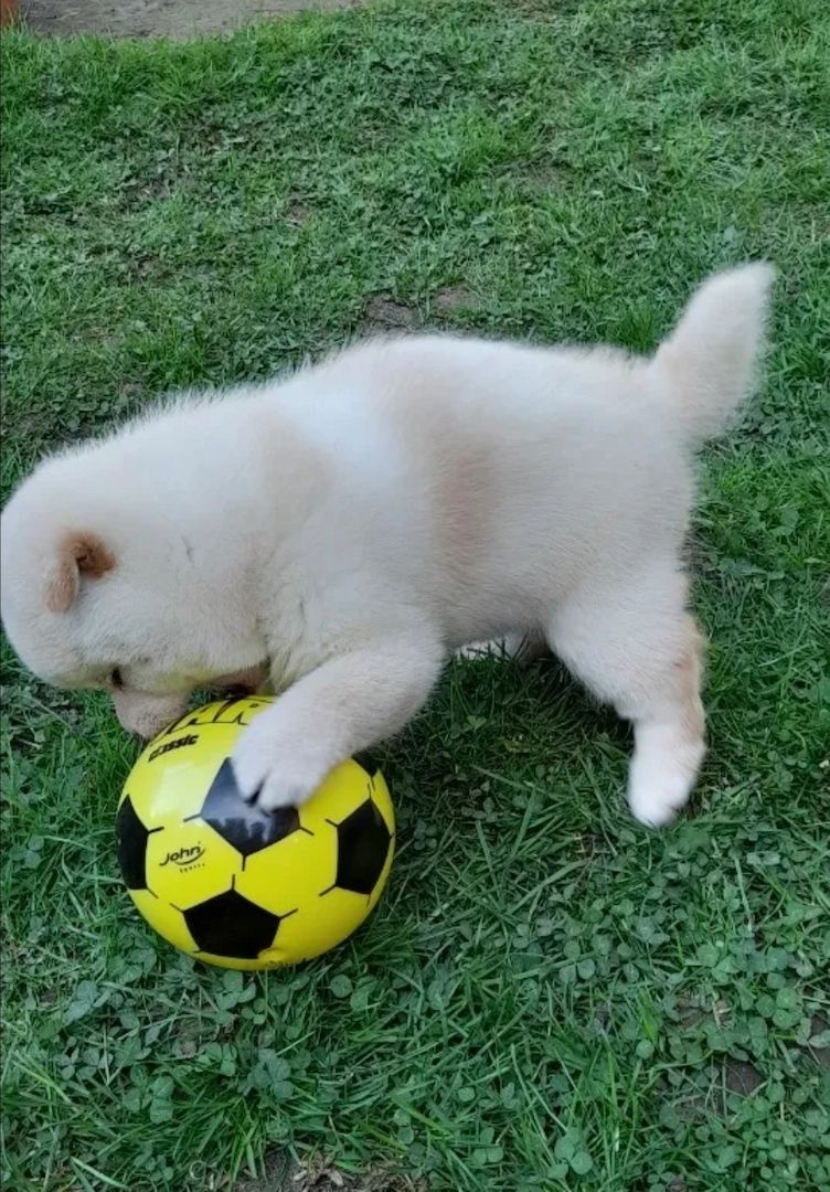 Wunderschöne Shiba Inu Welpen aus liebevoller Zucht