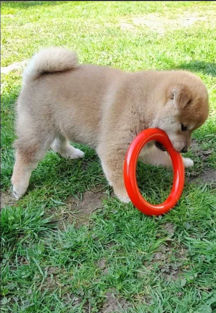 Wunderschöne Shiba Inu Welpen aus liebevoller Zucht