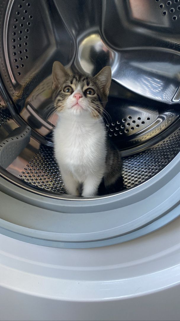 Ägyptische Mau Kitten