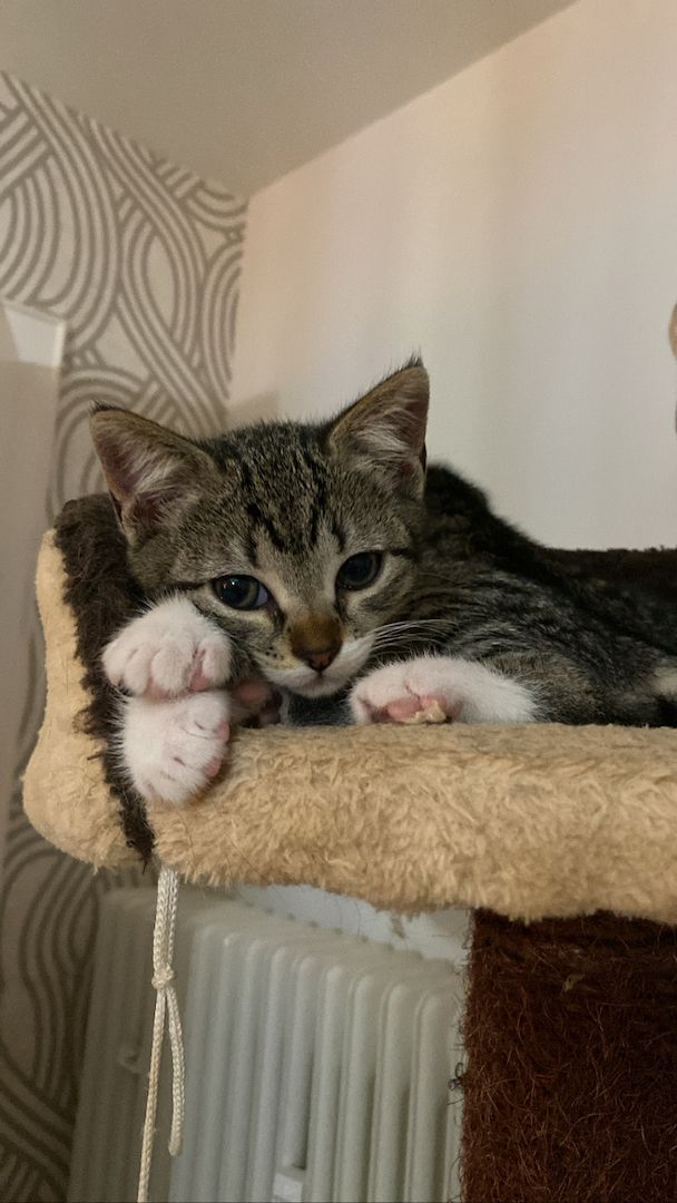 Ägyptische Mau Kitten