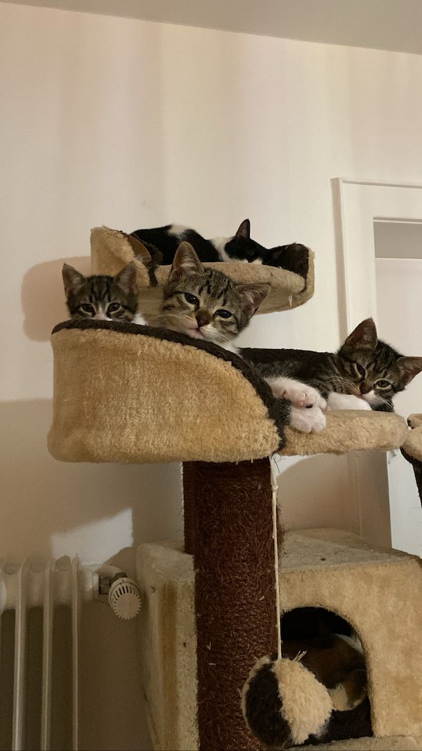 Ägyptische Mau Kitten