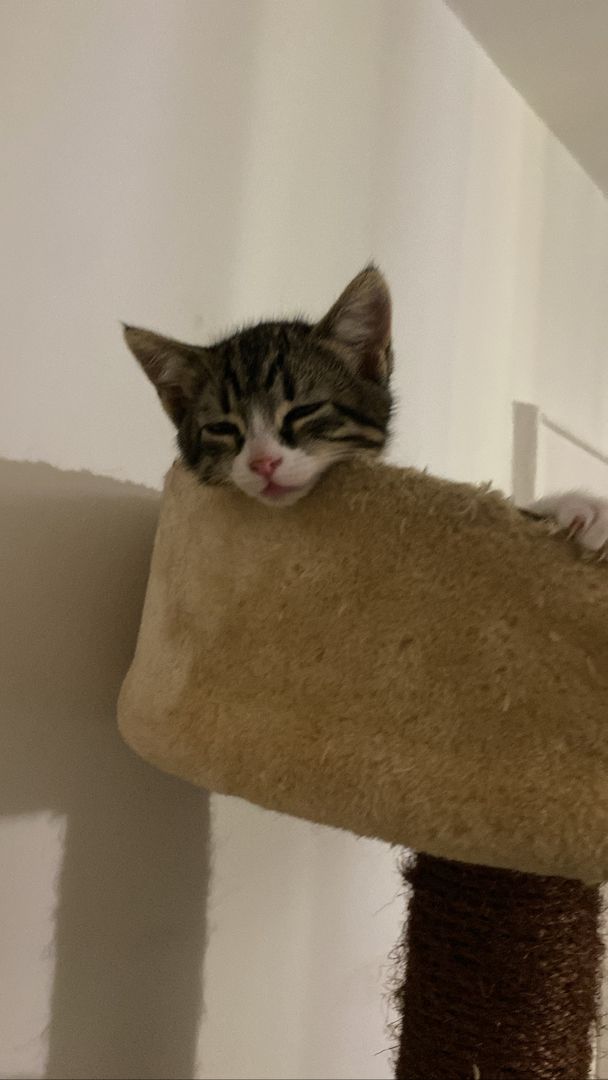 Ägyptische Mau Kitten