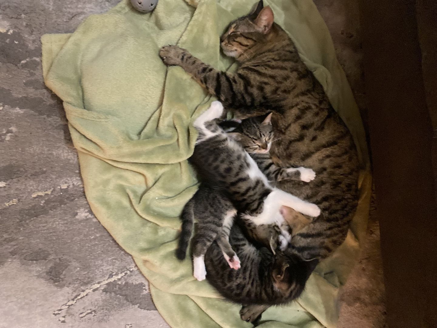 Ägyptische Mau Kitten