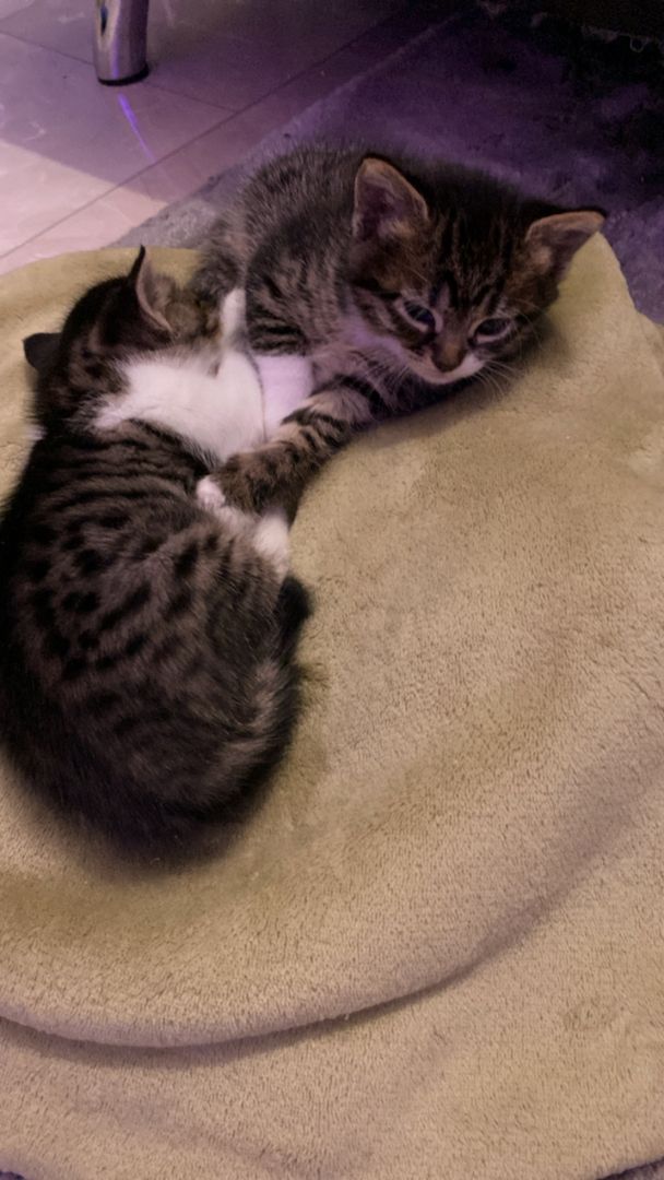 Ägyptische Mau Kitten