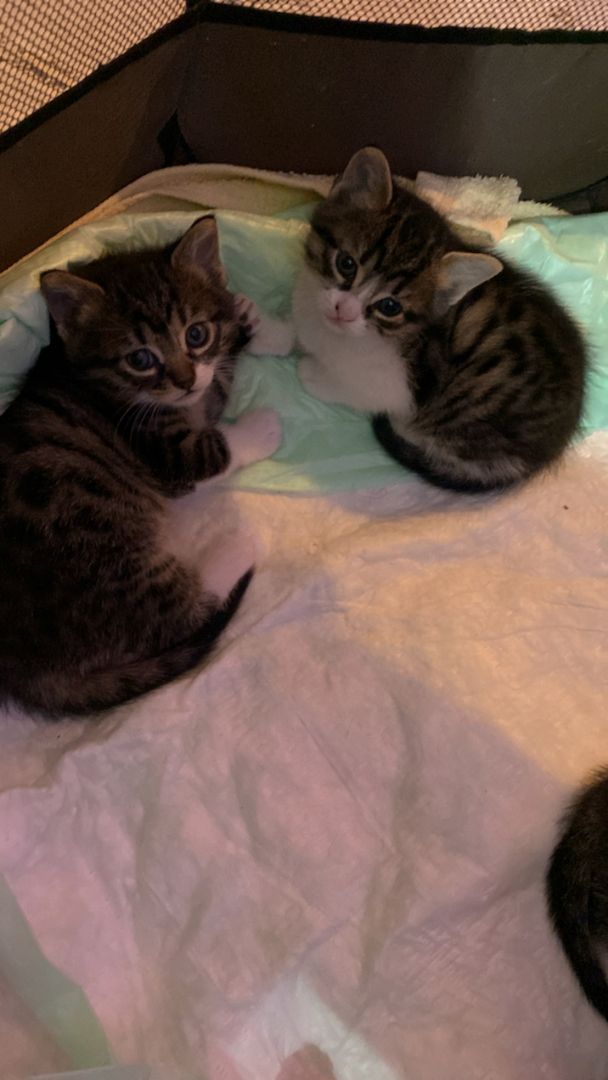 Ägyptische Mau Kitten