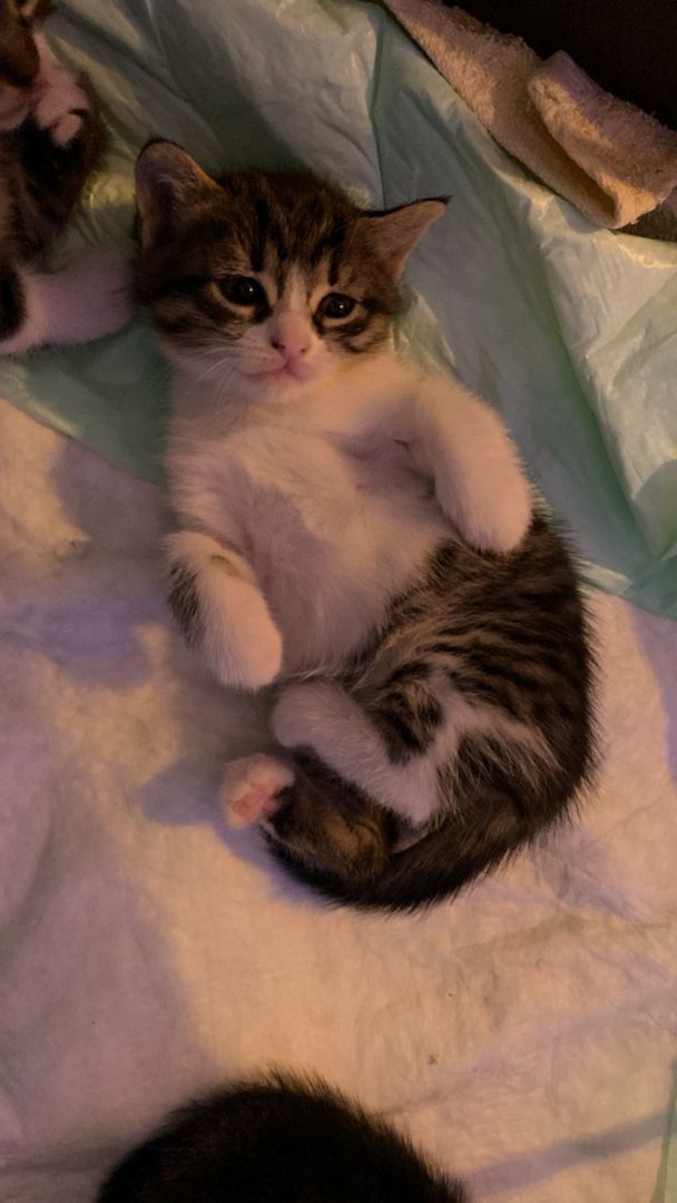 Ägyptische Mau Kitten