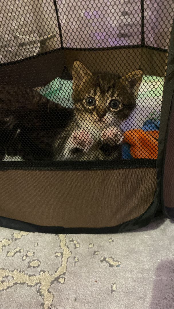 Ägyptische Mau Kitten