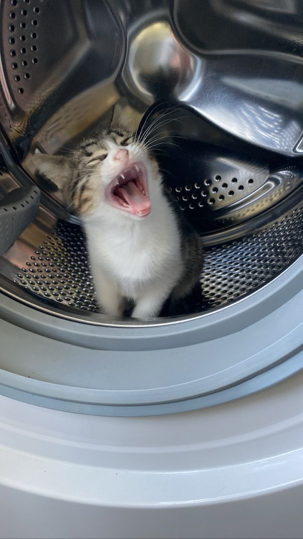 Ägyptische Mau Kitten