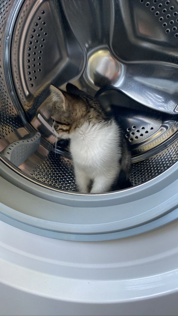 Ägyptische Mau Kitten