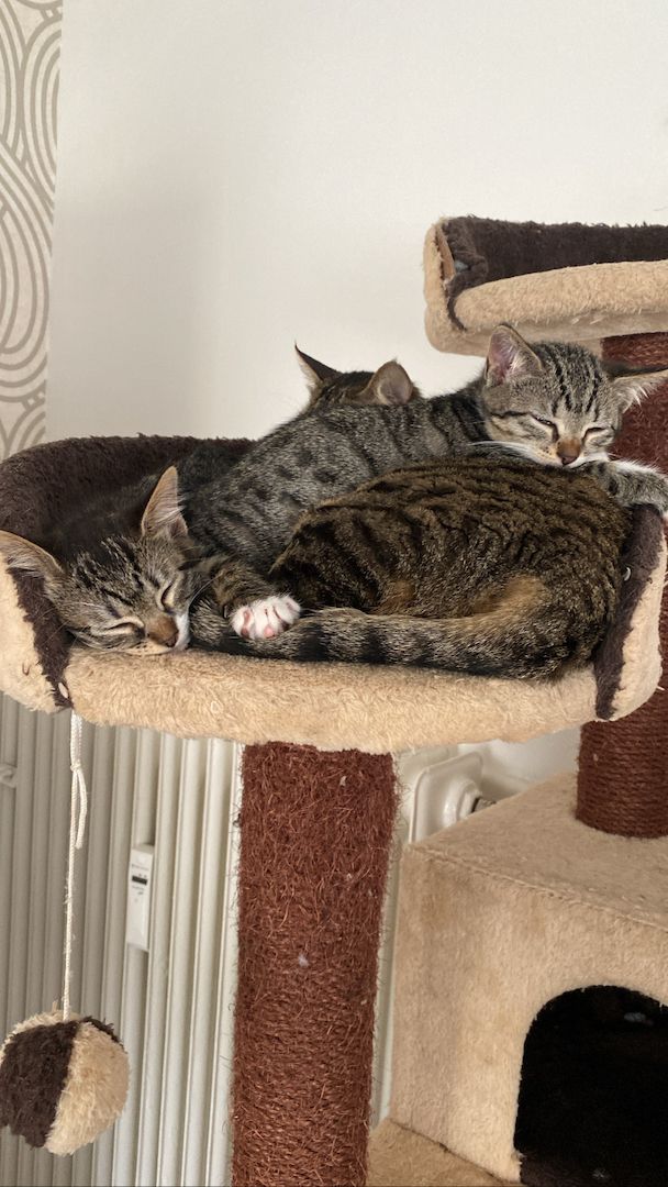 Ägyptische Mau Kitten