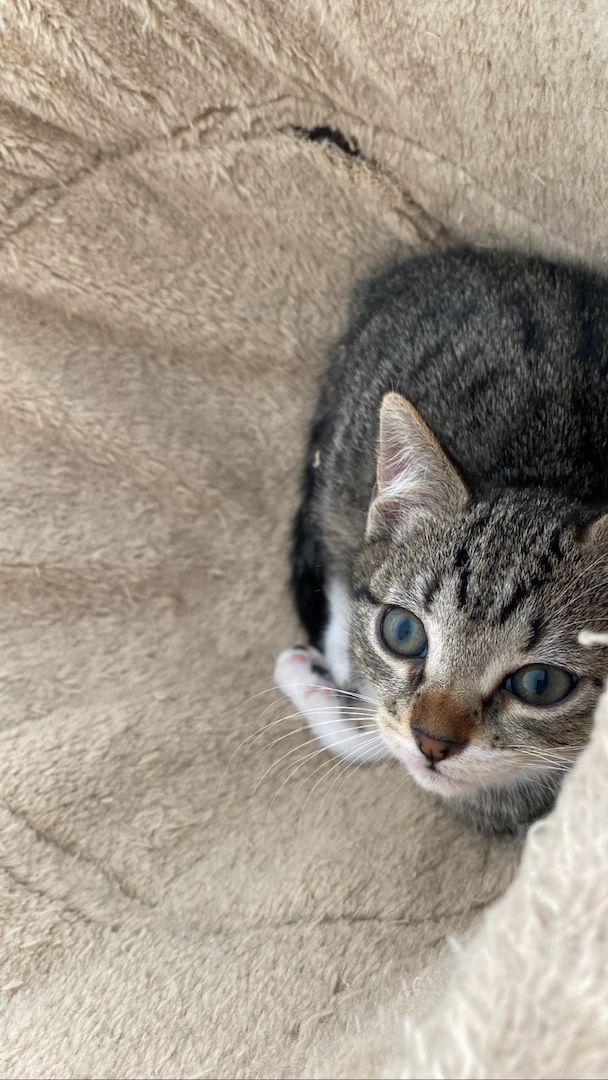 Ägyptische Mau Kitten