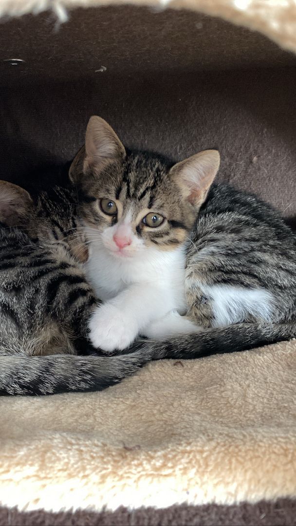 Ägyptische Mau Kitten