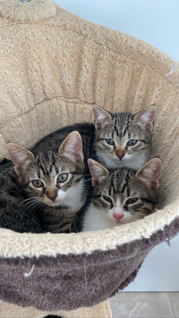 Ägyptische Mau Kitten