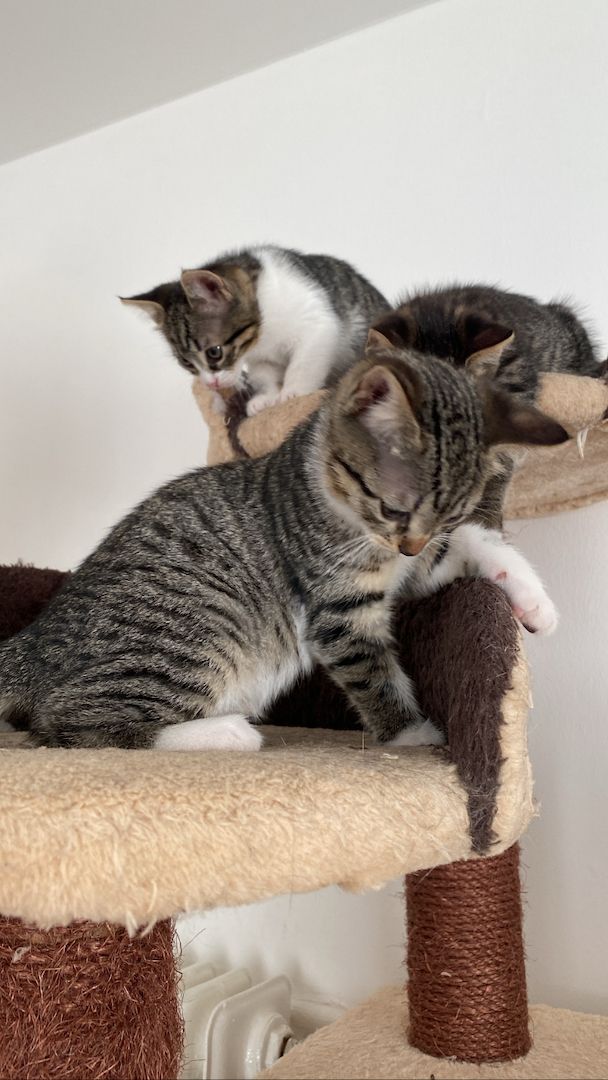 Ägyptische Mau Kitten