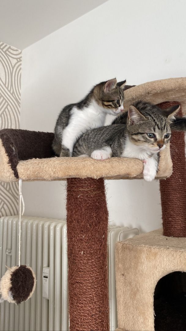 Ägyptische Mau Kitten