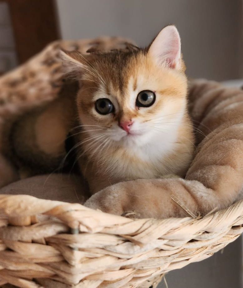 BKH Golden Black Shaded