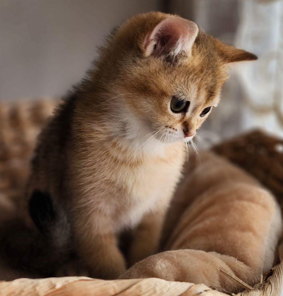 BKH Golden Black Shaded