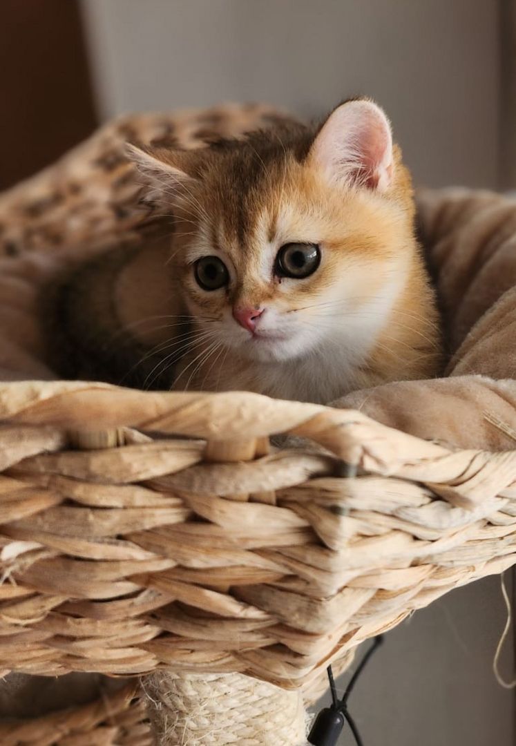 BKH Golden Black Shaded