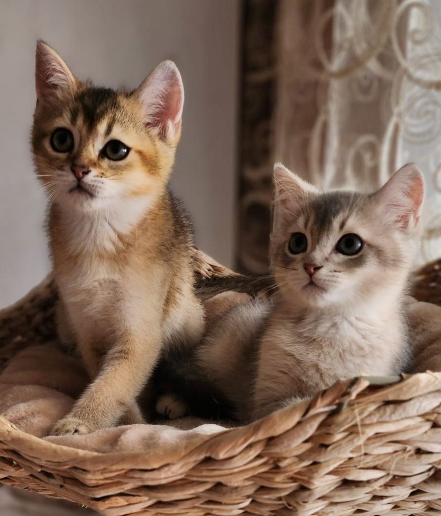 BKH Golden Black Shaded