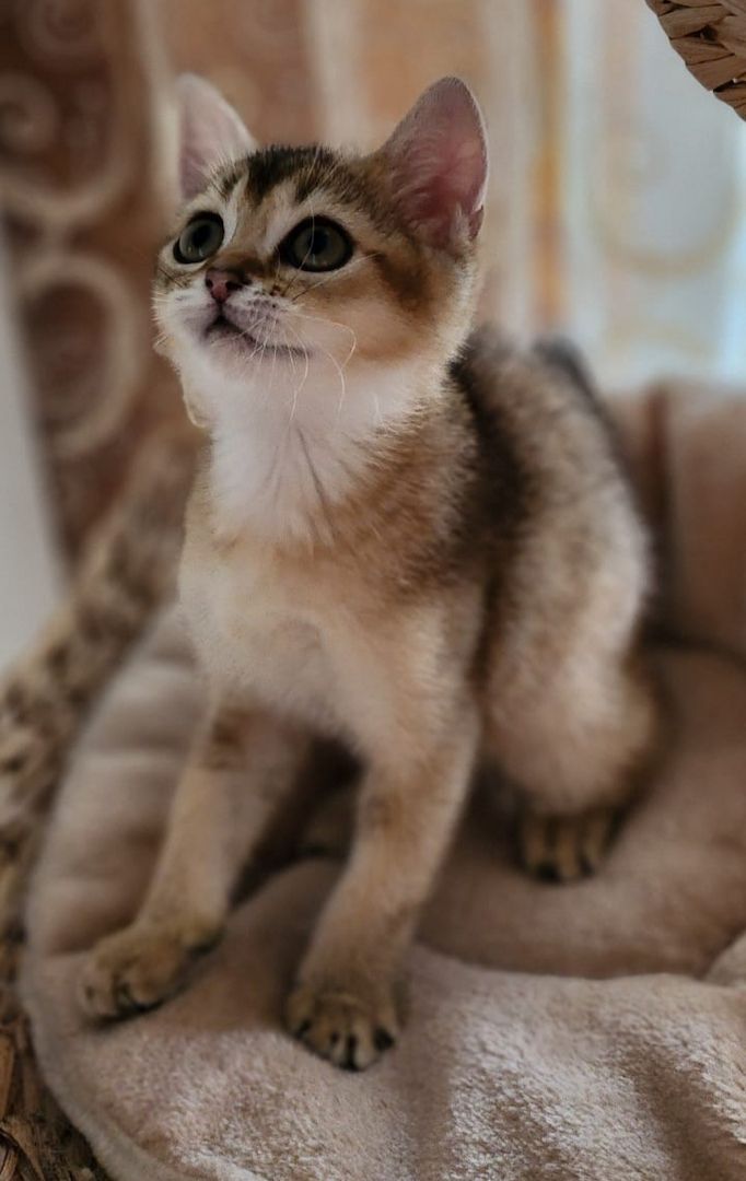 BKH Golden Black Shaded