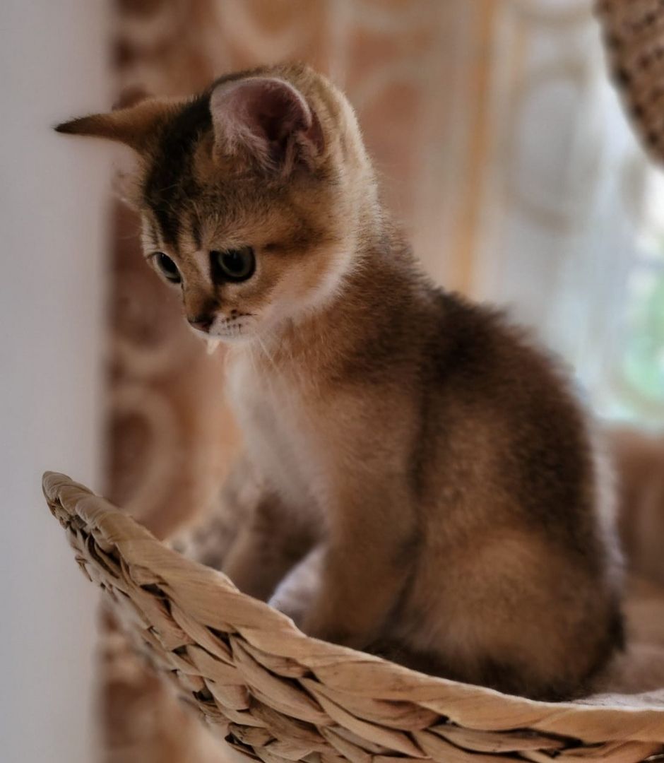 BKH Golden Black Shaded