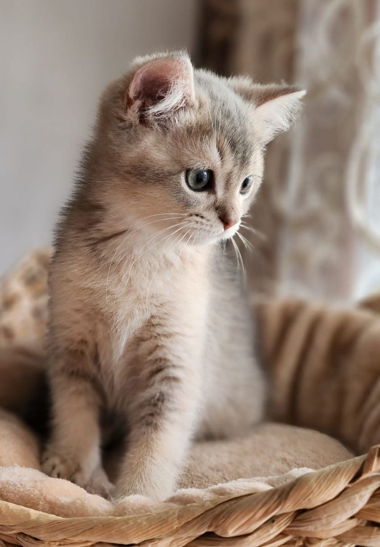 BKH Golden Black Shaded