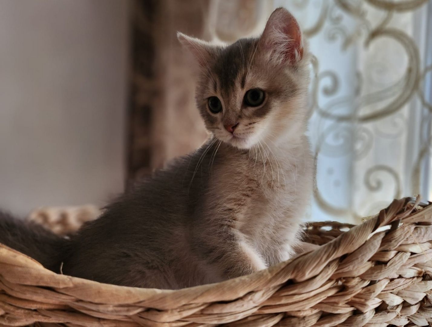 BKH Golden Black Shaded