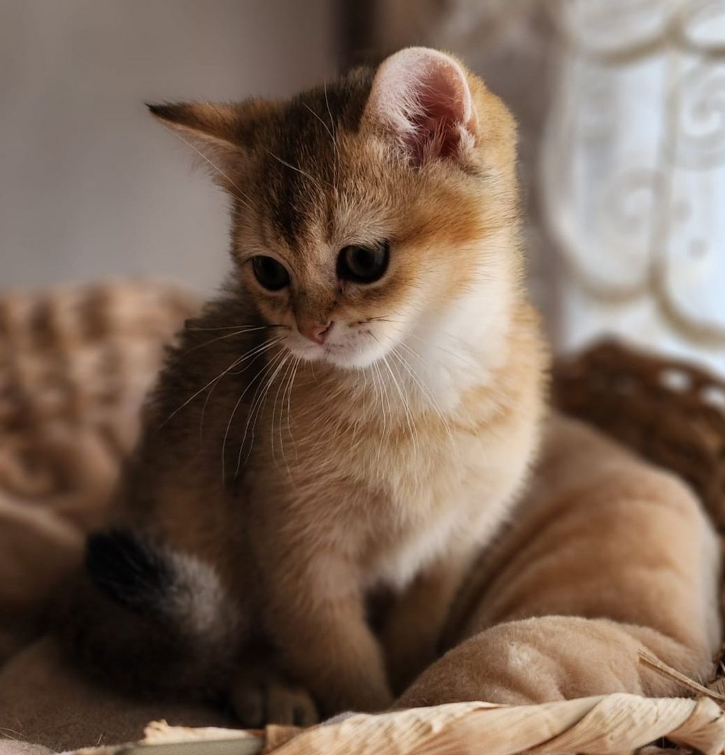 BKH Golden Black Shaded