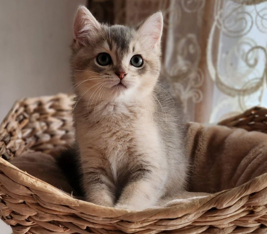 BKH Golden Black Shaded