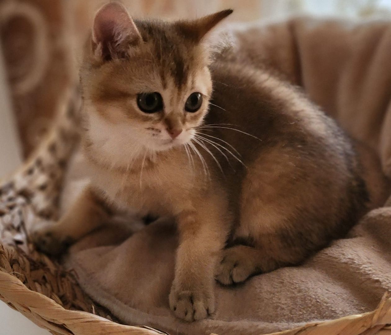 BKH Golden Black Shaded