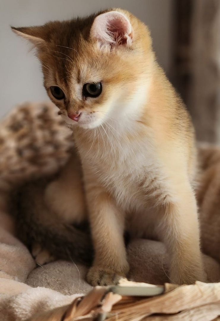 BKH Golden Black Shaded