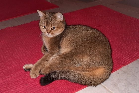 BKH Golden Black Shaded