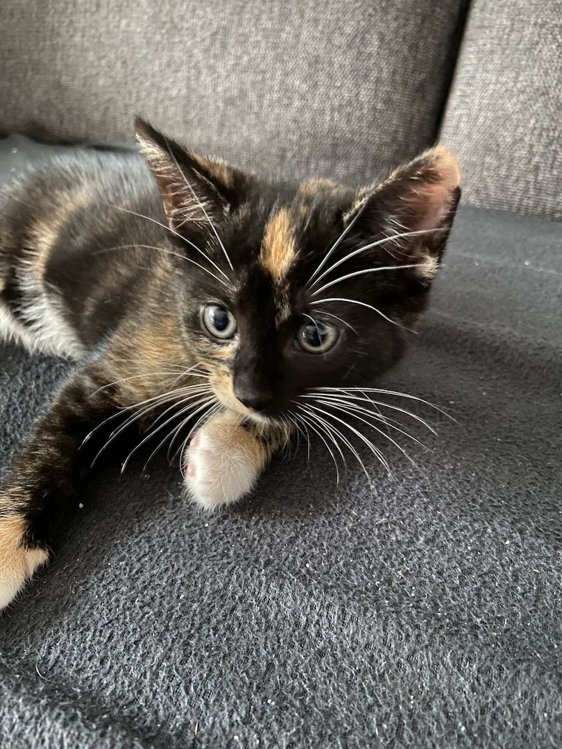 Hauskatzen dreifarbig